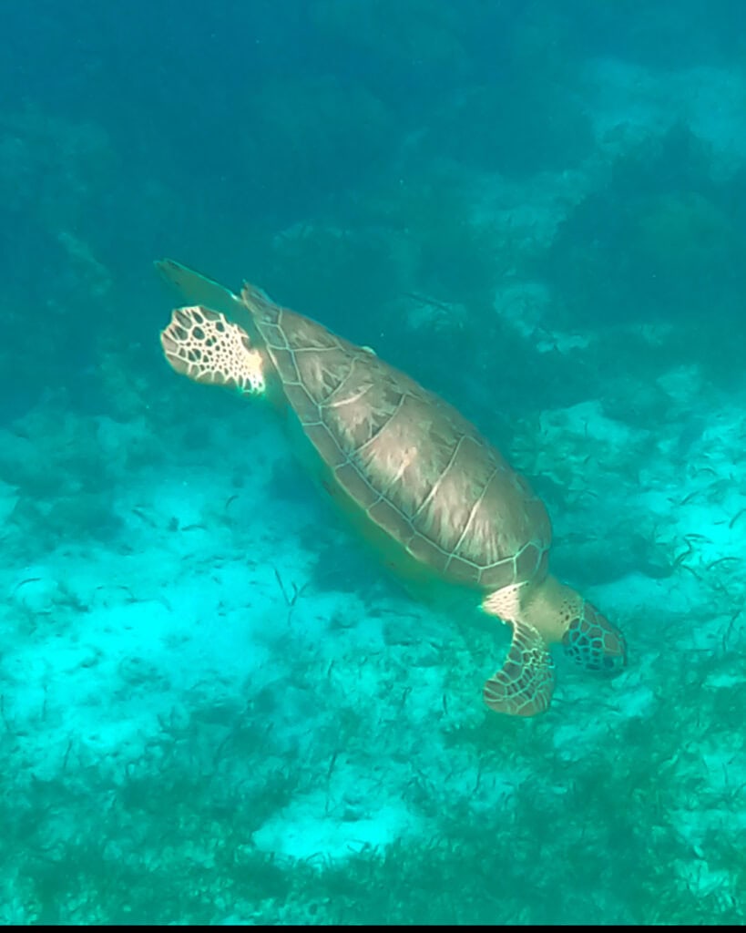 A turtle in the waters surrounding Caye Caulker Belize