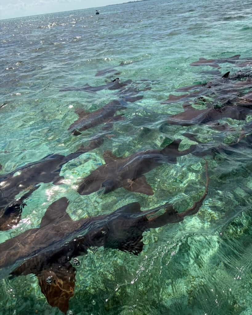 Nurse sharks in shallow water in Belize