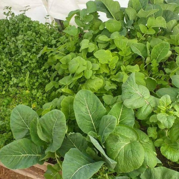 Home garden.