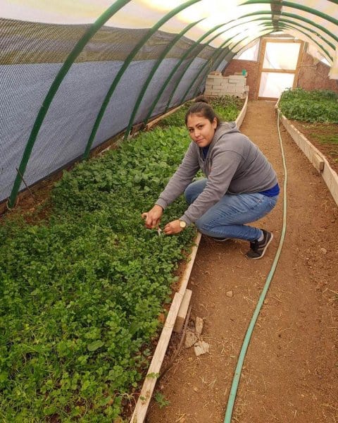 Community garden.