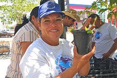 Juana Flores distributes tomato seedlings.