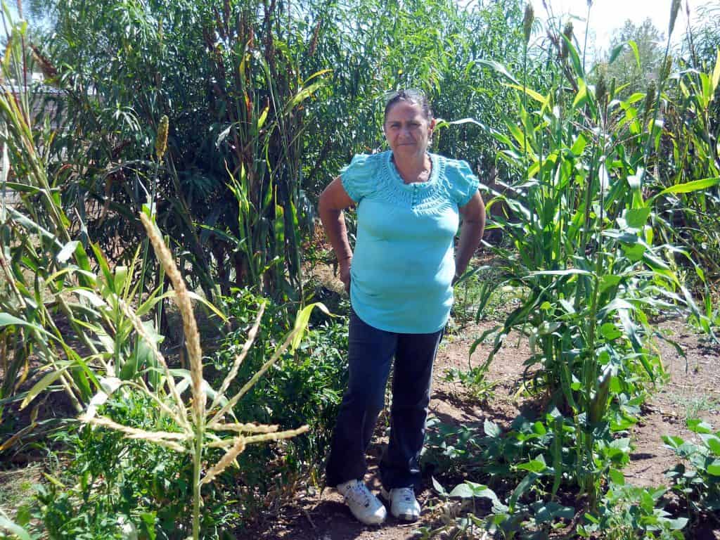 home garden in Palomas Chihuahua Mexico