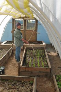 greenhouse in production