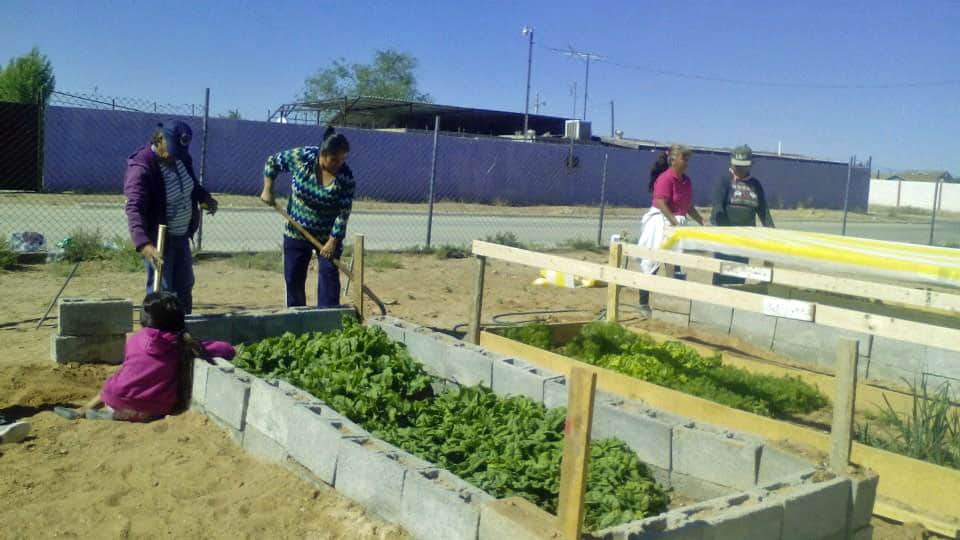 school gardens