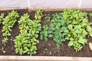 greenhouses veggies