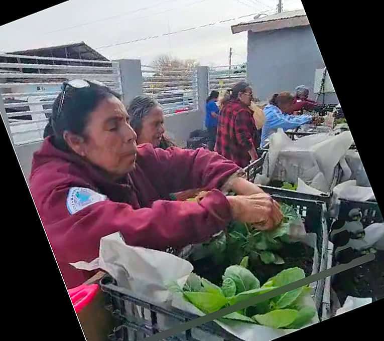 seniors harvest