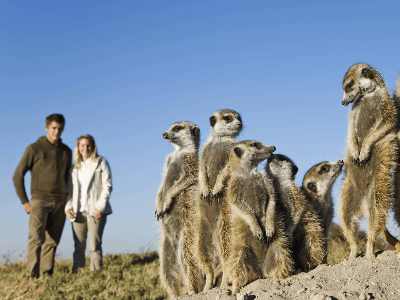 Meerkat