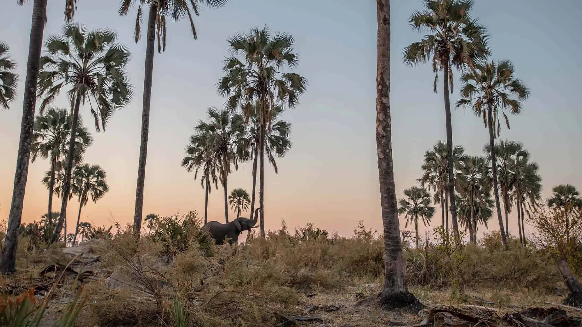 Elephant in Okavango Delta next to palm trees