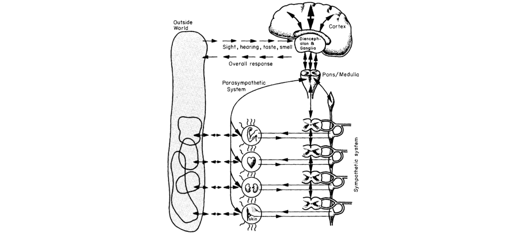 The Cybernetic Application, How Intelligent Interfaces Blend Human Intuition With Machine Power
