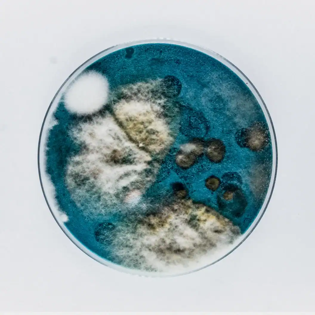 How a Belfast band grew 100 petri dishes of mould, turning them into a provocative album cover