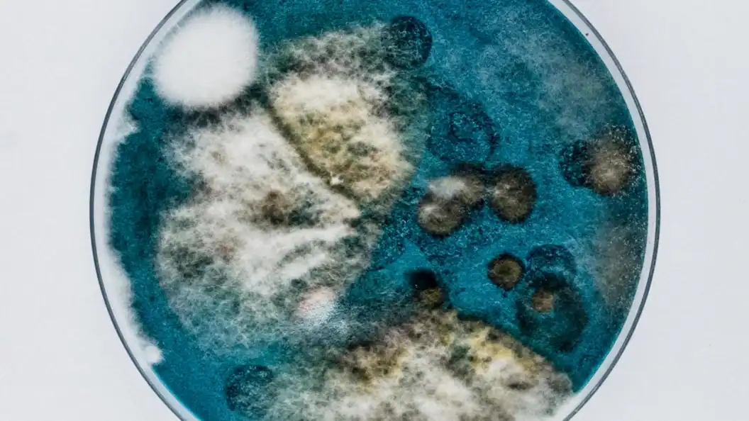 How a Belfast band grew 100 petri dishes of mould, turning them into a provocative album cover