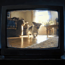 Website Unearthed Over 5 Million Forgotten iPhone Videos, The Clips Are Quietly Heartwarming