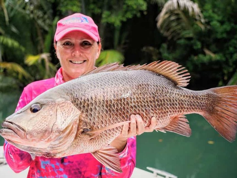 Large mangrove jack caught by angler in Papua New Guinea