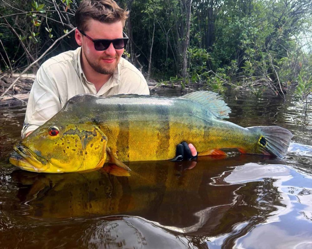 Large peacock bass landed on the Rio Negro in the Amazon