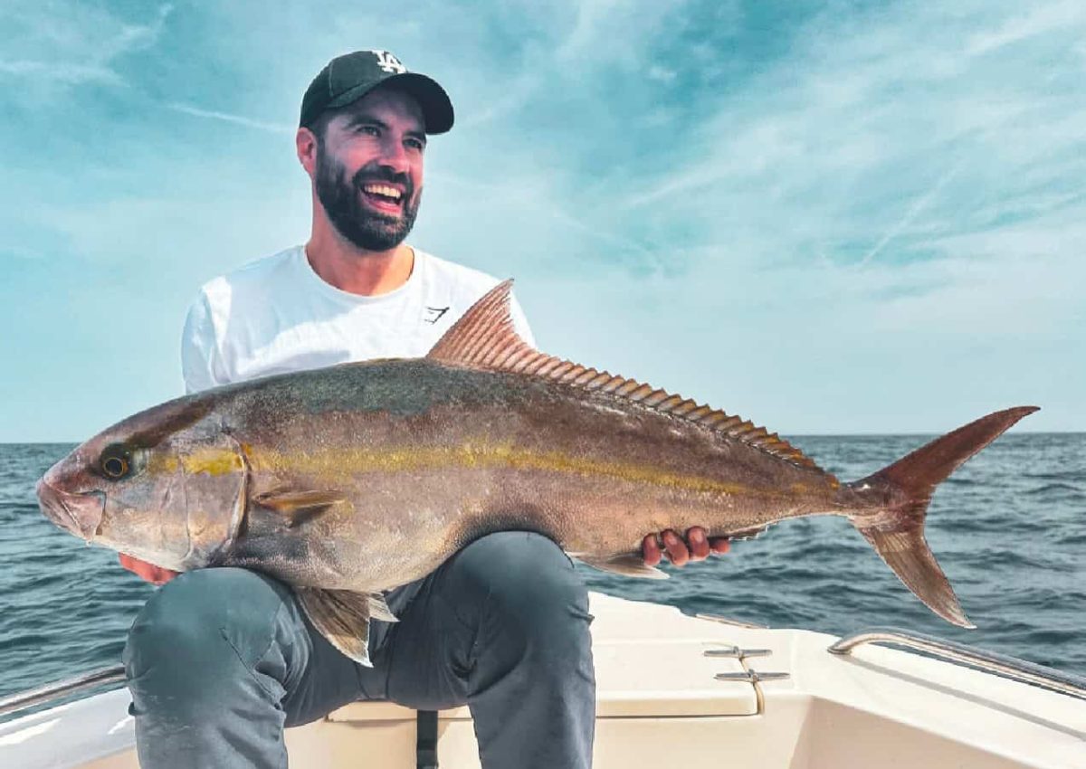 Greater Amberjack from the Red Sea