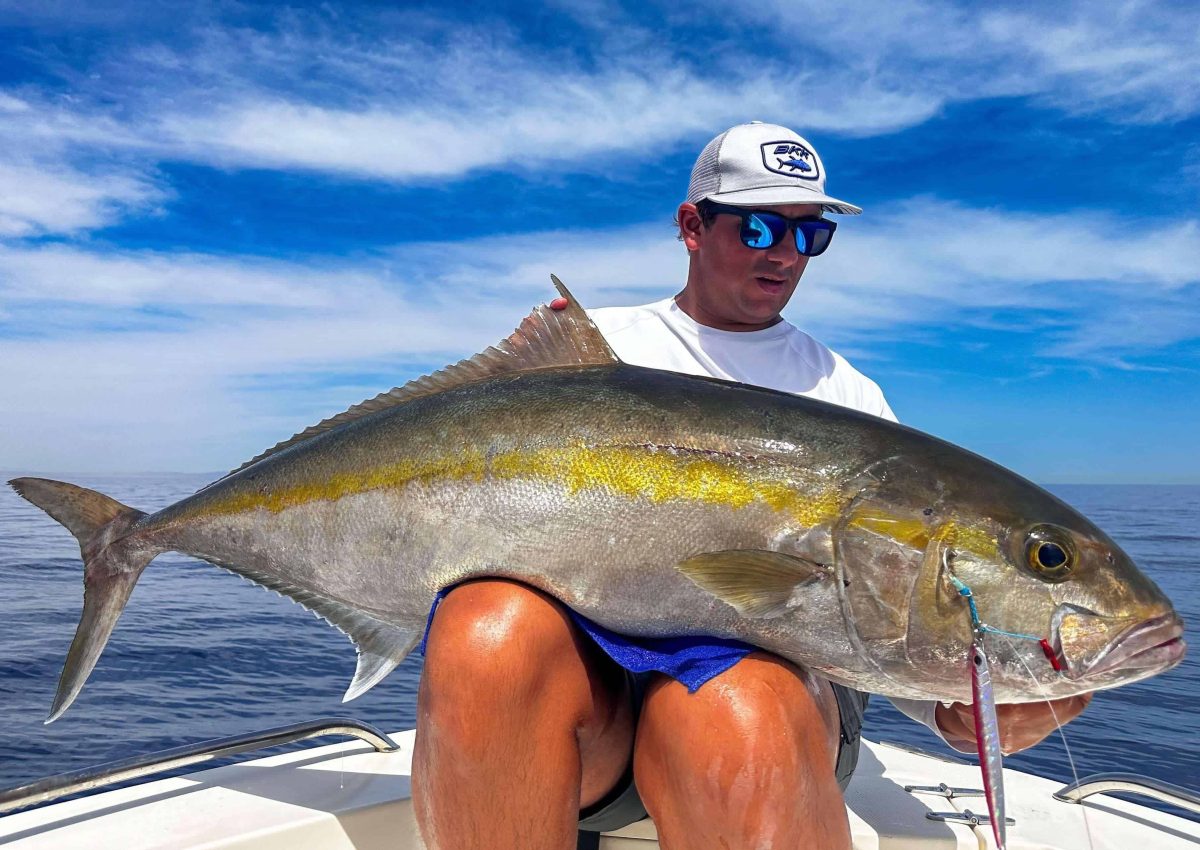 Greater Amberjack Red Sea Egypt