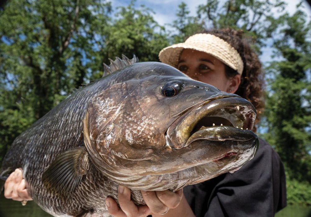 Papuan Black Bass