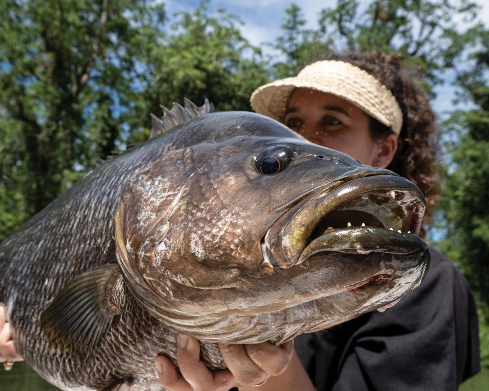 Papuan Black Bass