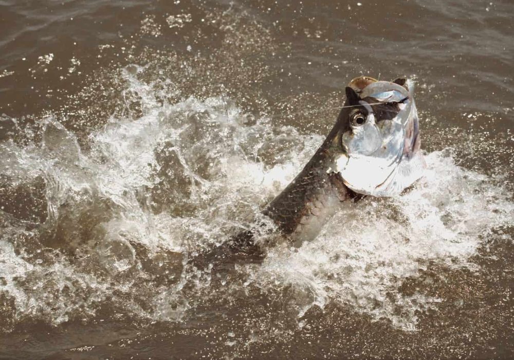 tarpon fishing in costa rica