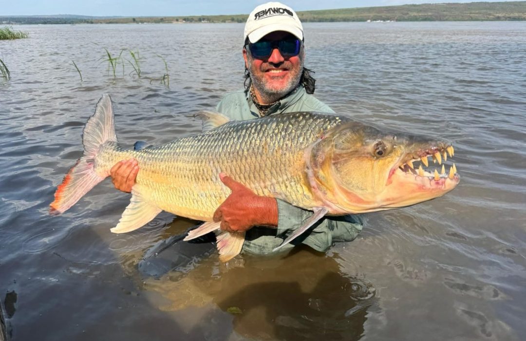 Congo River Goliath Tigerfish