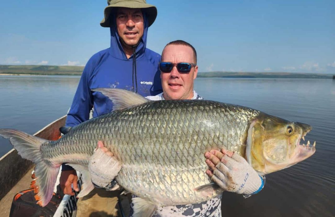 Congo River Goliath Tigerfish
