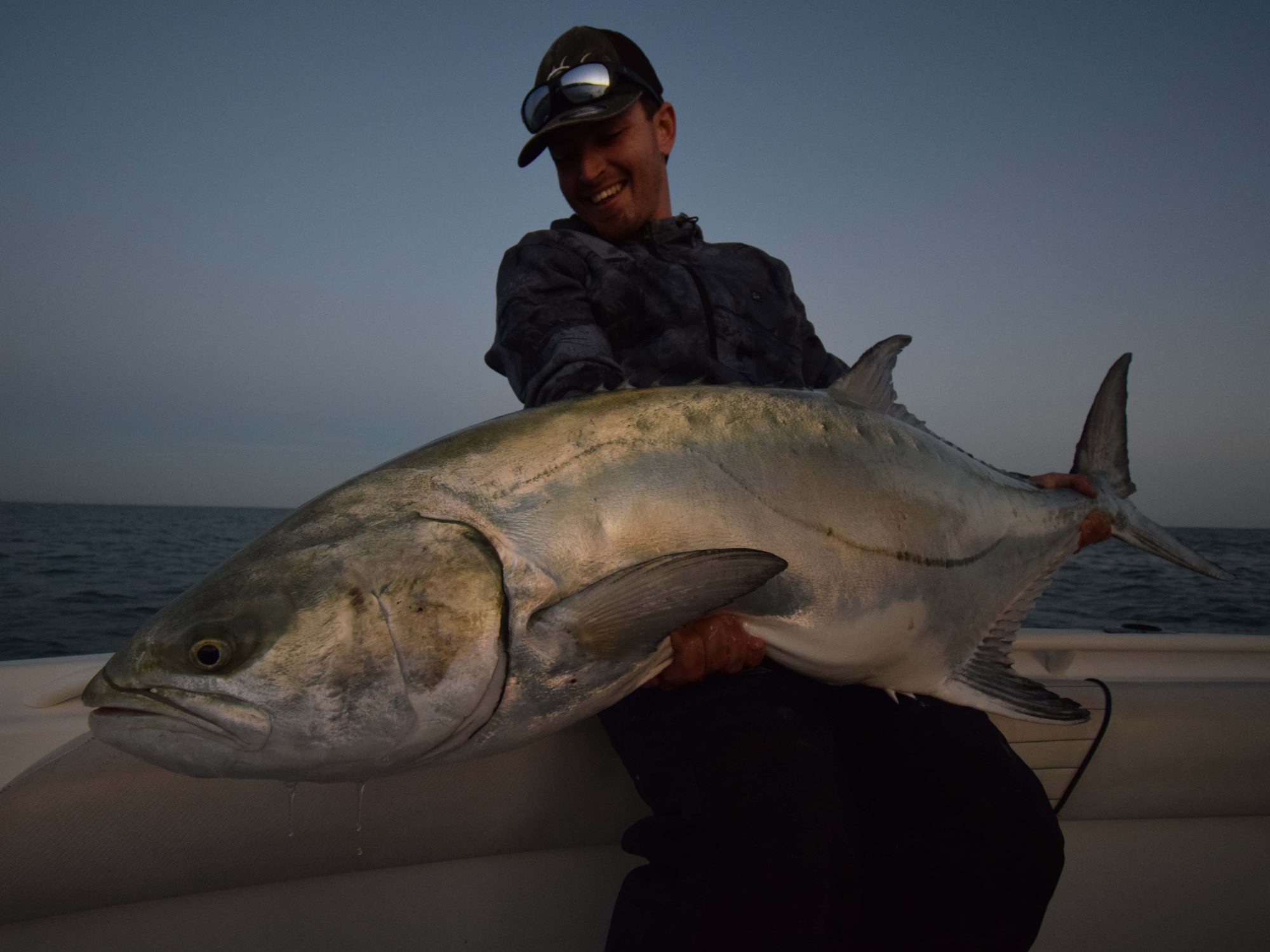giant leerfish caught in the ebro delta