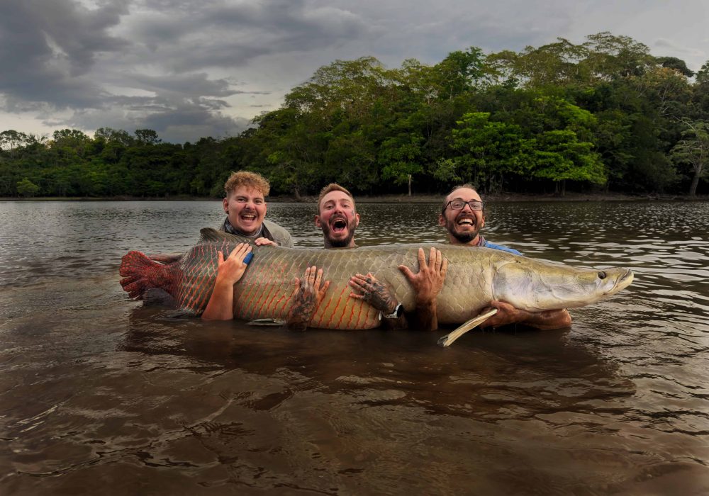 Arapaima fishing in Ecuador Amazon