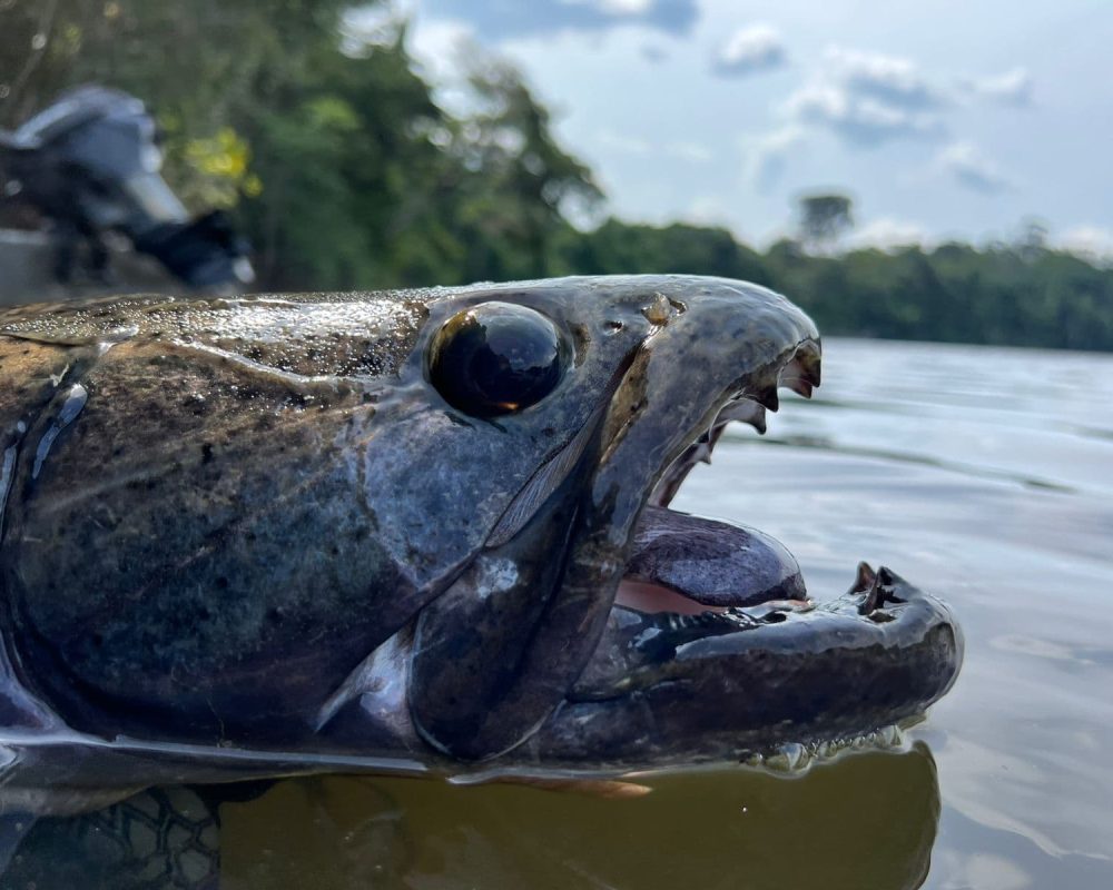 Wolffish close-up