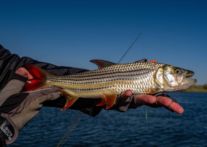 tigerfishing on the chobe river in naimbia