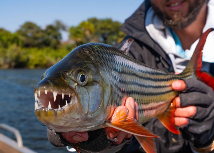 Tigerfish