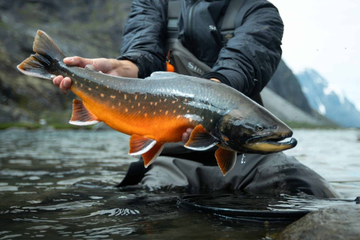 Arctic char caught by angler in Greenland
