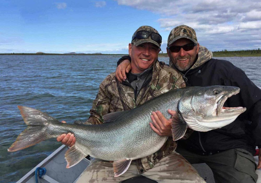Lake Trout