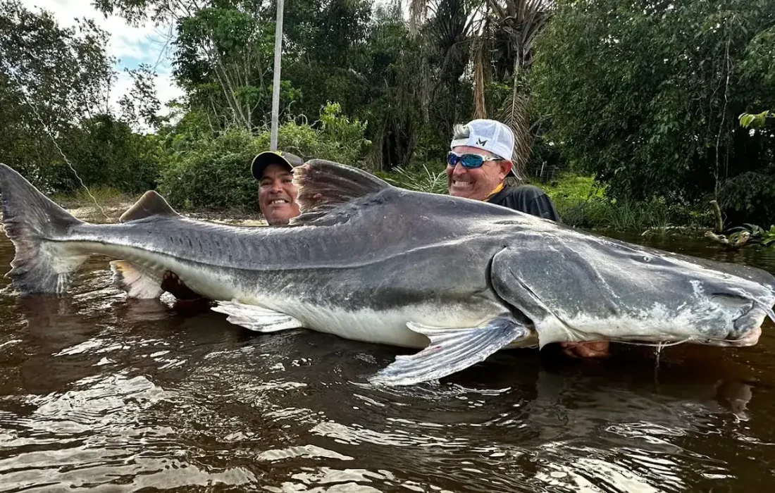 Piraiba Catfish Fishing River Monsters