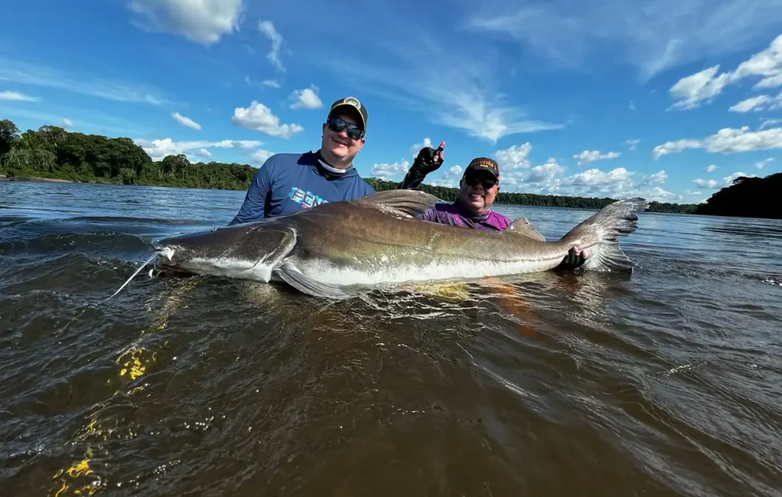 Piraiba Catfish Fishing