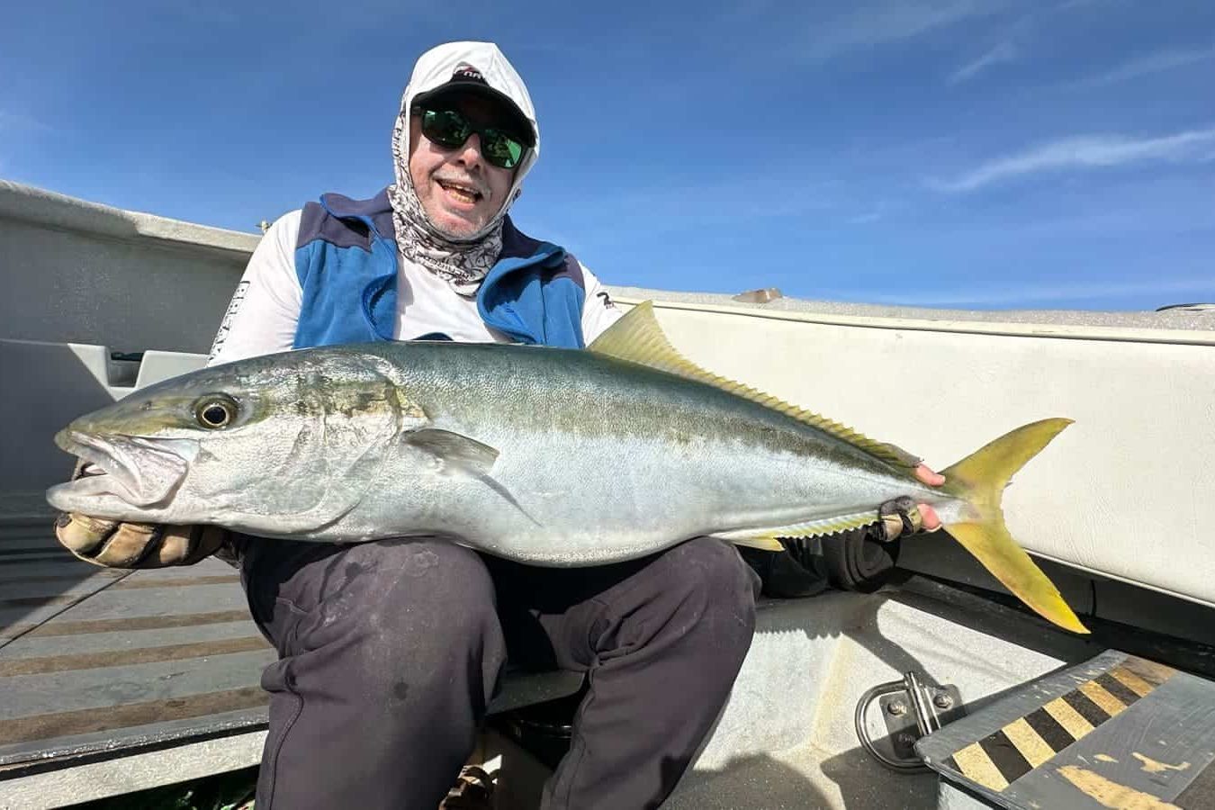 yellowtail kingfish