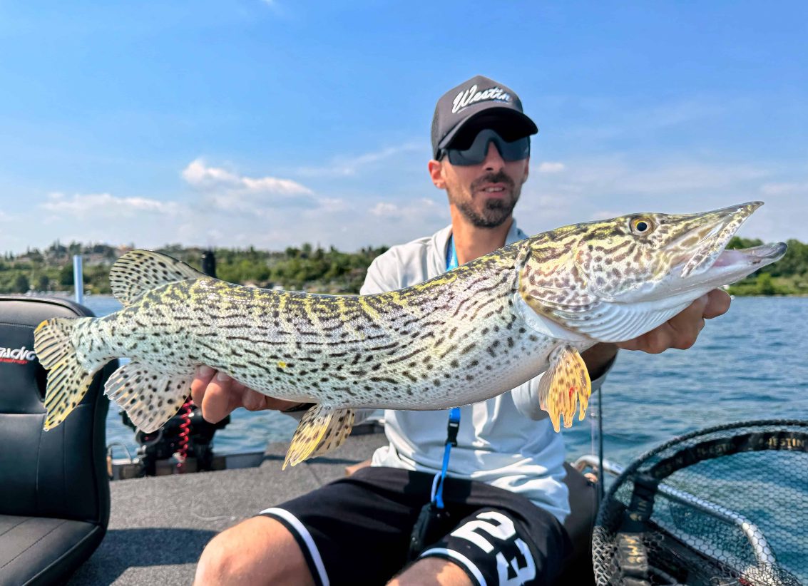 beautiful italian pike caught by angler