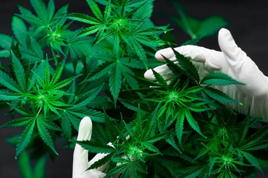 Grow shop zona Primaticcio Milano