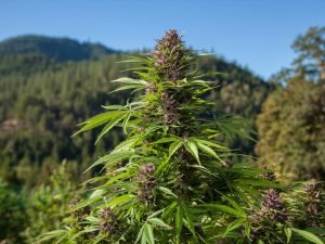Cannabis light shop Musocco Milano