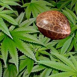 Cannabis legale Isola Milano