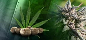 Semi di marijuana