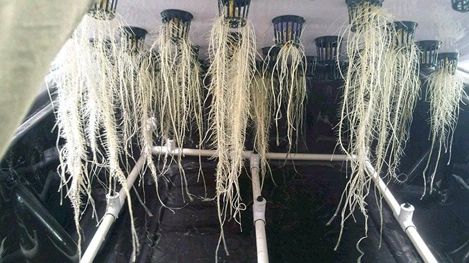 Aeroponic cultivation