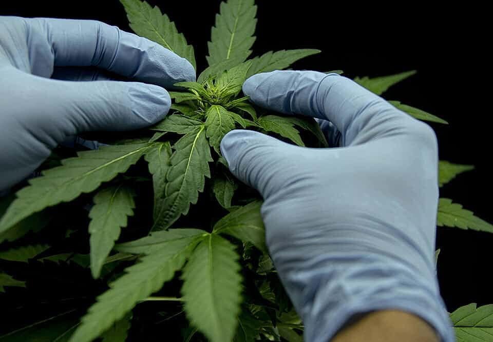 Cannabis leaves of a plant on dark background.
