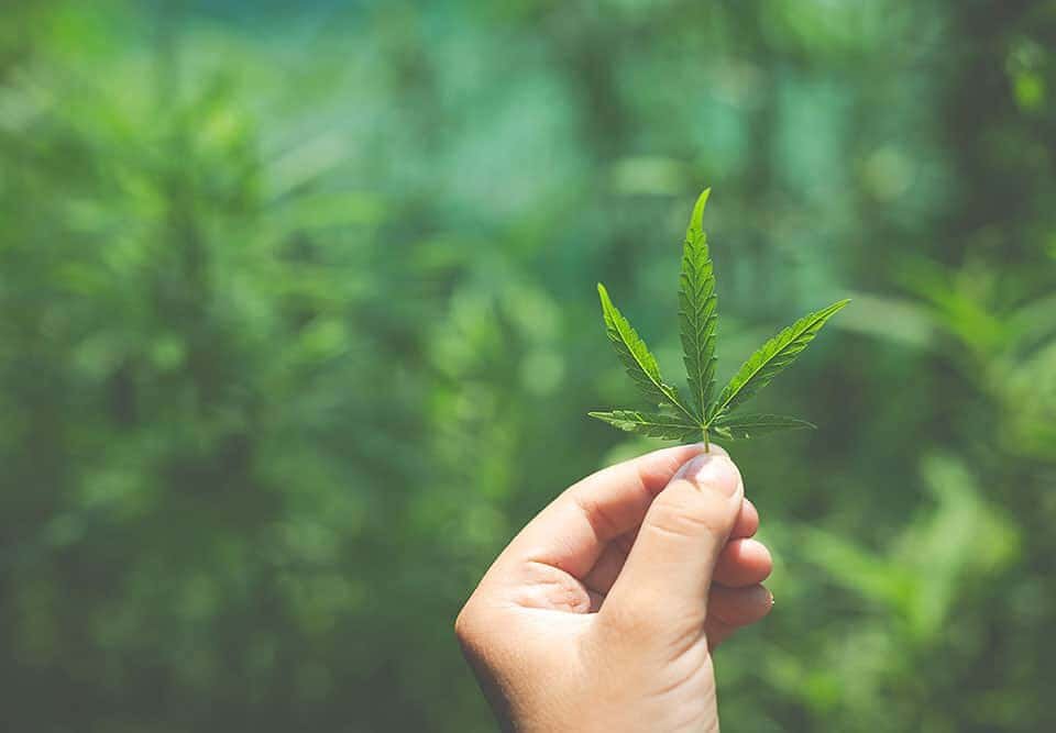 Fertilizzanti CANNA