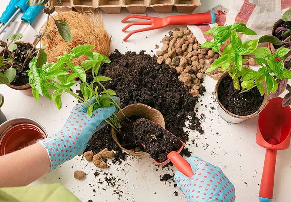Kit di germinazione e taleaggio