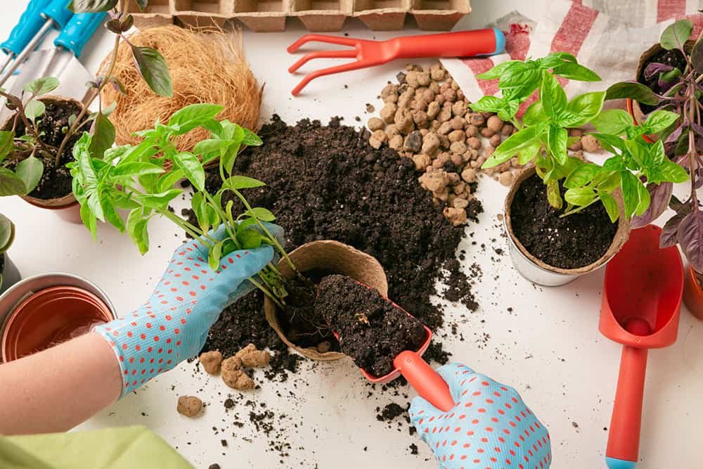 Kit di germinazione e taleaggio