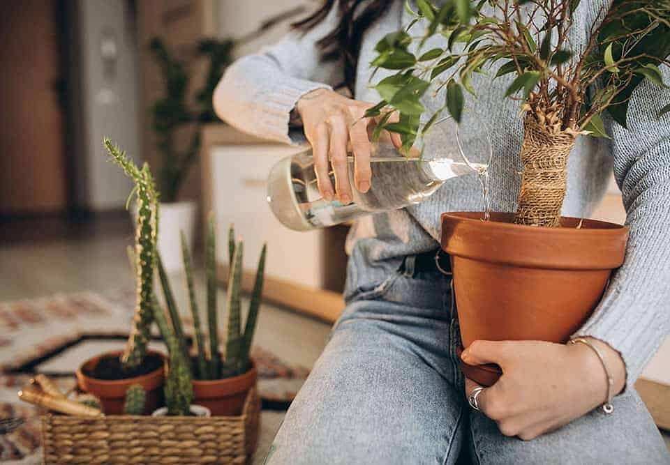 Micorrize e Batteri benefici