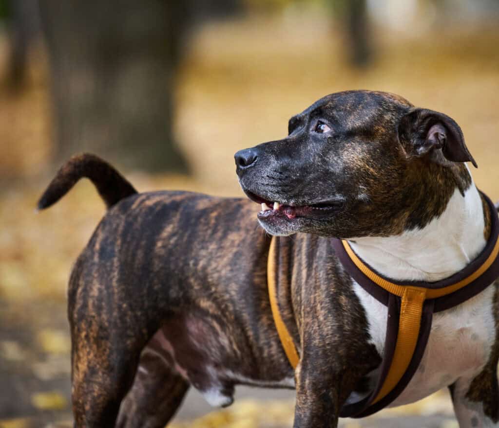 Brindle dog wearing a harness outdoors in a park setting.