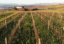 Announcing the birth of Organic Wines South Africa