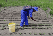 Zutari - What would it take to start an agricultural revolution in Lusikisiki?