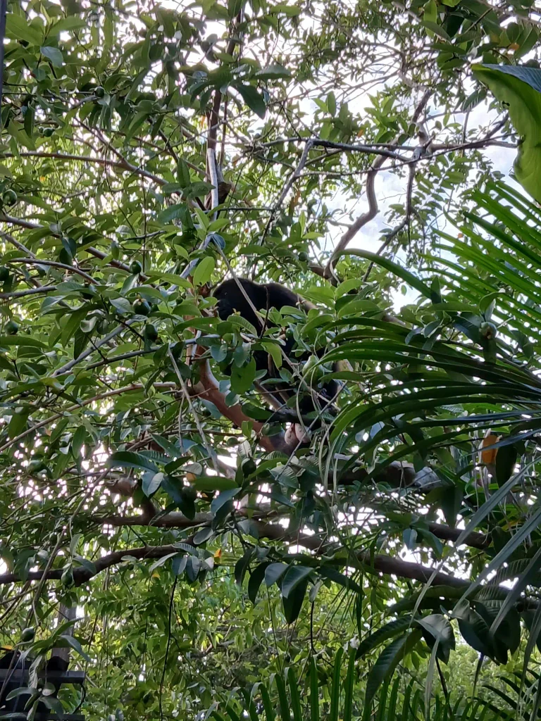 Monkey at the Zeneidas Gardens